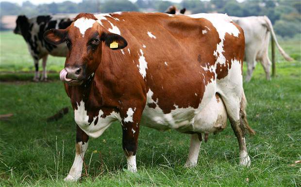 dairy-cow_2269166b