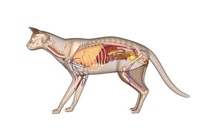 Cat anatomy, artwork