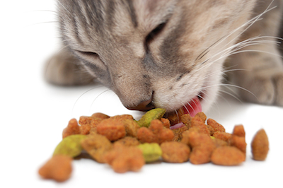 cat-eating-food