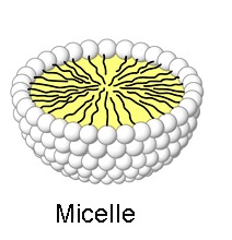 micelle