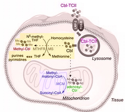 vitamin-B12-cellular-penetration