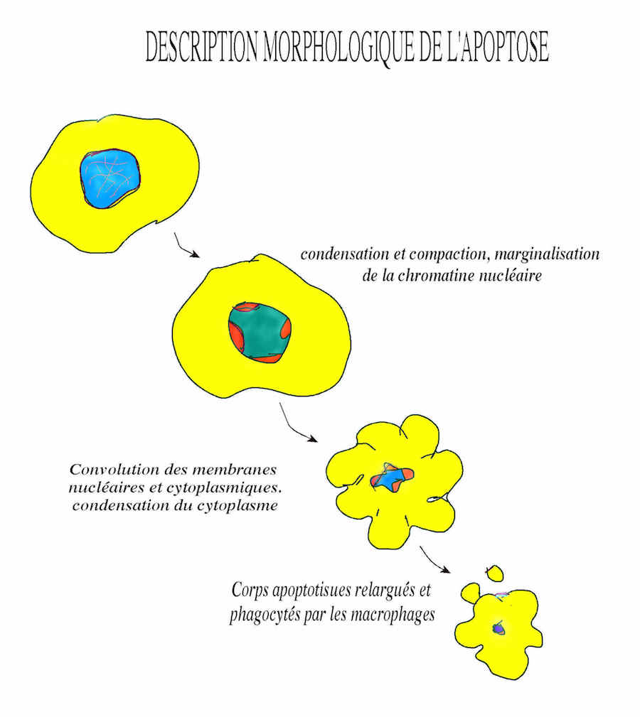 apoptose