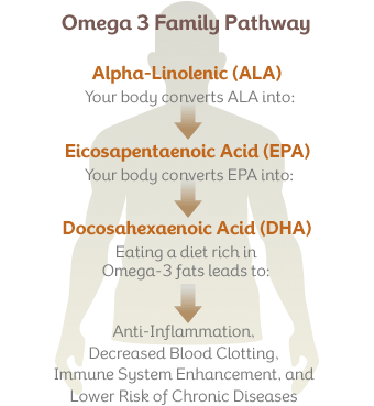 omega3-pathway