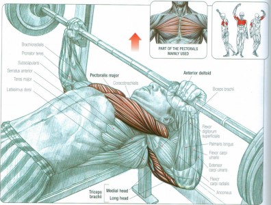 bench-press-anatomy