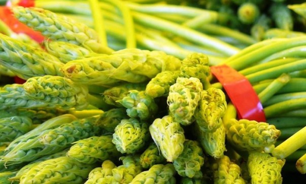 Devenir végétarien