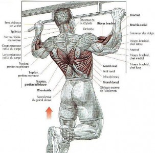 pull-ups-anatomy