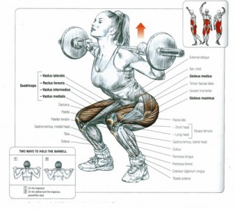 squats-anatomy