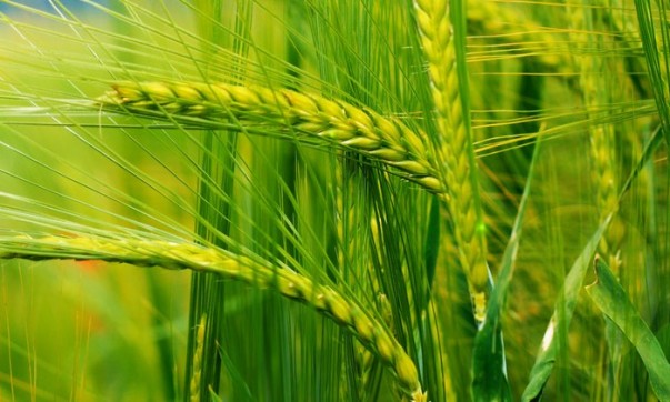 L’acide phytique est-il dangereux pour la santé ?