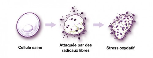 radicaux-libres