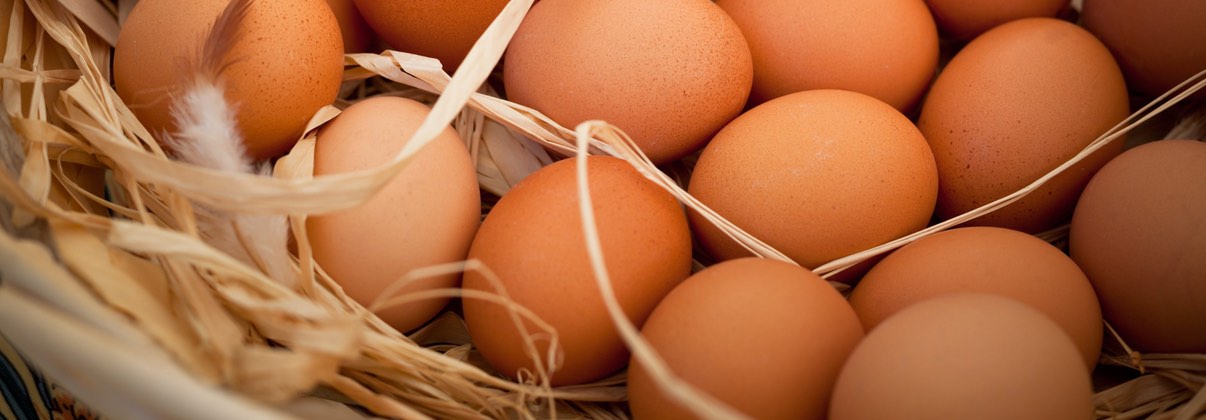 Les oeufs et le cholestérol - Fit for Life
